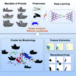 Expressing differences in morphology