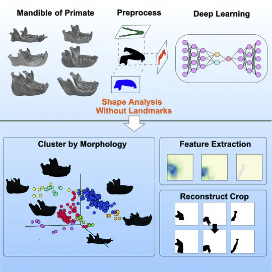 Expressing differences in morphology